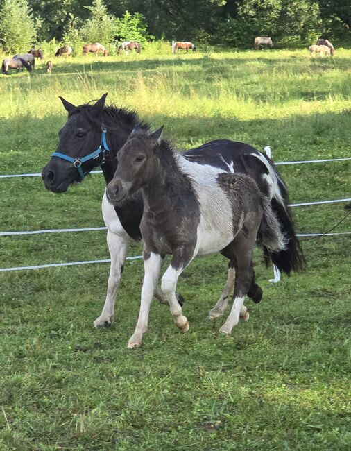 Tolle Hengstfohlen Shetlandpony in Sonderfarben, Nadine  (Shettyzucht Frechdachs ), Pferd kaufen, Heringen, Abbildung 10