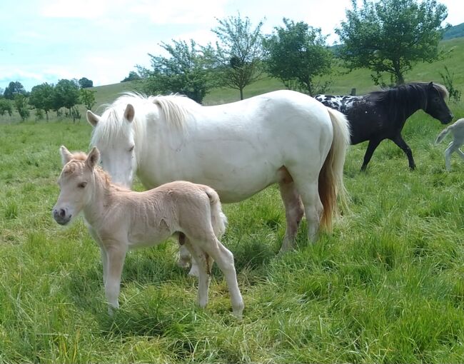 Tolle Hengstfohlen Shetlandpony in Sonderfarben, Nadine  (Shettyzucht Frechdachs ), Pferd kaufen, Heringen, Abbildung 17