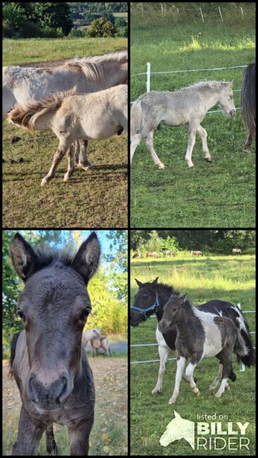 Tolle Hengstfohlen Shetlandpony in Sonderfarben, Nadine  (Shettyzucht Frechdachs ), Pferd kaufen, Heringen, Abbildung 20
