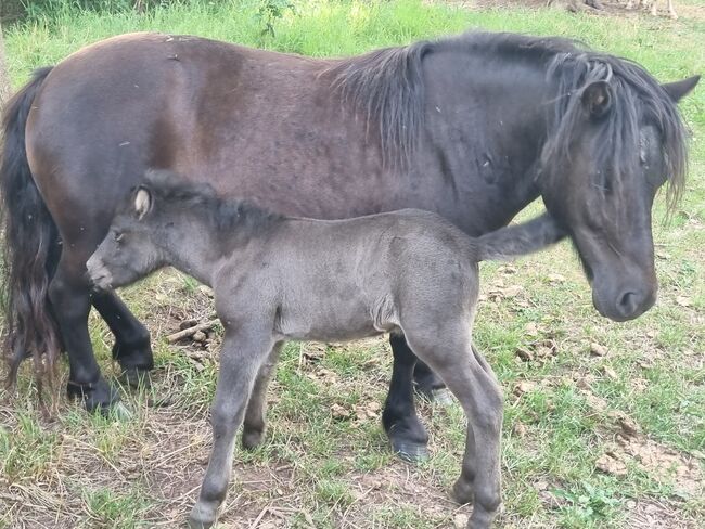 Tolle Hengstfohlen Shetlandpony in Sonderfarben, Nadine  (Shettyzucht Frechdachs ), Pferd kaufen, Heringen, Abbildung 12