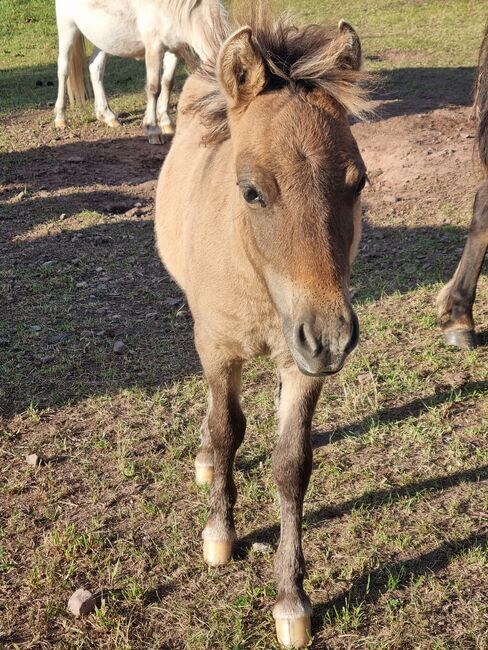 Tolle Hengstfohlen Shetlandpony in Sonderfarben, Nadine  (Shettyzucht Frechdachs ), Pferd kaufen, Heringen, Abbildung 4