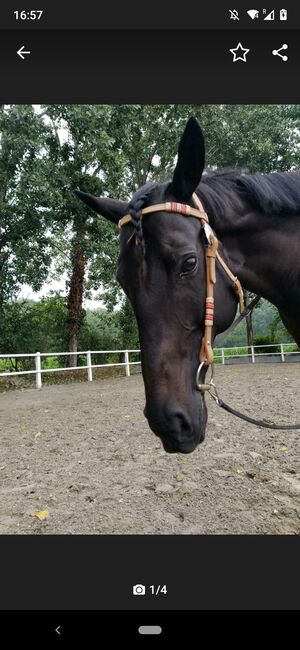 Tolle Westerntrense, Jule, Trensen, Bad Bellingen