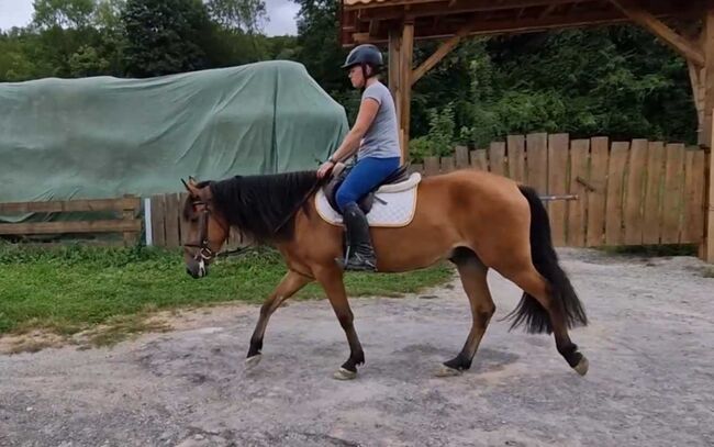 Toller Allrounder im perfekten Alter Freizeitpferd!, Ingrid Masmitja, Pferd kaufen, Bodenrode-Westhausen