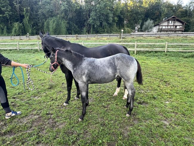 Toller, blue roan Quarter Horse Jährling, Kerstin Rehbehn (Pferdemarketing Ost), Pferd kaufen, Nienburg, Abbildung 5