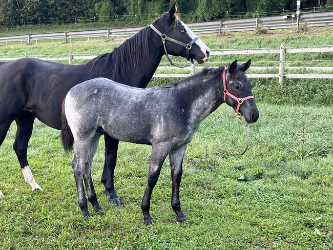 Toller, blue roan Quarter Horse Jährling, Kerstin Rehbehn (Pferdemarketing Ost), Pferd kaufen, Nienburg, Abbildung 10