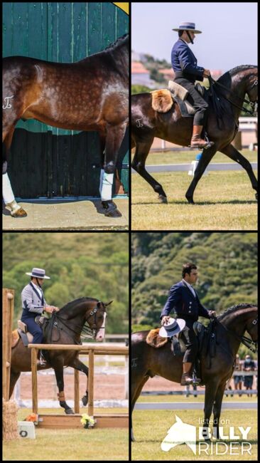 Toller Cruzado Wallach in besonderer Optik, ISPA - Iberische Sportpferde Agentur (ISPA - Iberische Sportpferde Agentur), Pferd kaufen, Bedburg, Abbildung 9