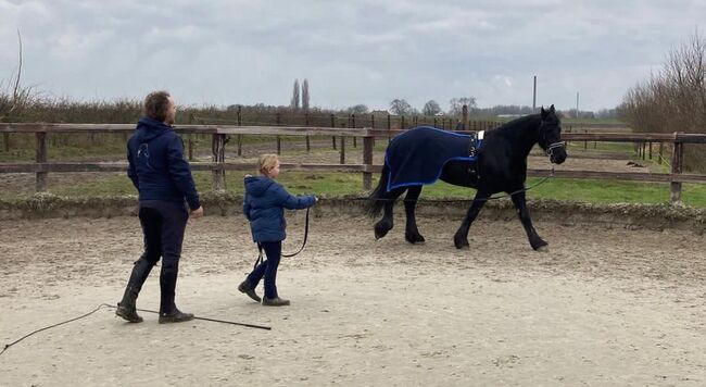 Toller Friese Stute mit KFPS Papieren, Tolcke, Horses For Sale, Flensburg