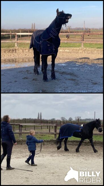 Toller Friese Stute mit KFPS Papieren, Tolcke, Horses For Sale, Flensburg, Image 3