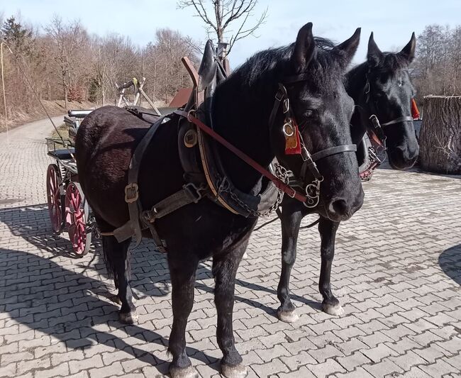 Toller Friesen x Noriker Mix Wallach, Manuela KUBNY , Pferd kaufen, Küßnach 