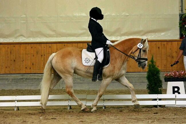 Toller Haflinger Wallach Allrounder 14 Jahre, Jessi, Pferd kaufen, Stockerau