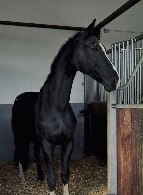 Toller Hannoveraner, Selina.1204, Pferd kaufen, Neustadt an der Weinstraße 