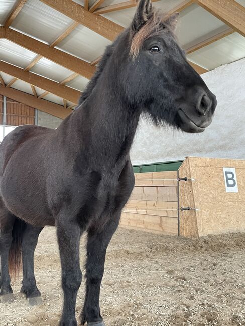 Toller Isländer, Daniela, Pferd kaufen, Königstein 