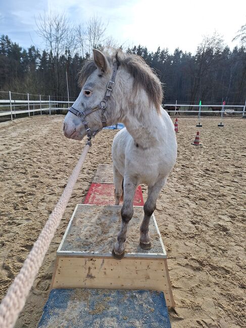Toller Part-bred Shetlandpony Wallach zu verkaufen, Privat, Konie na sprzedaż, Warmensteinach, Image 7