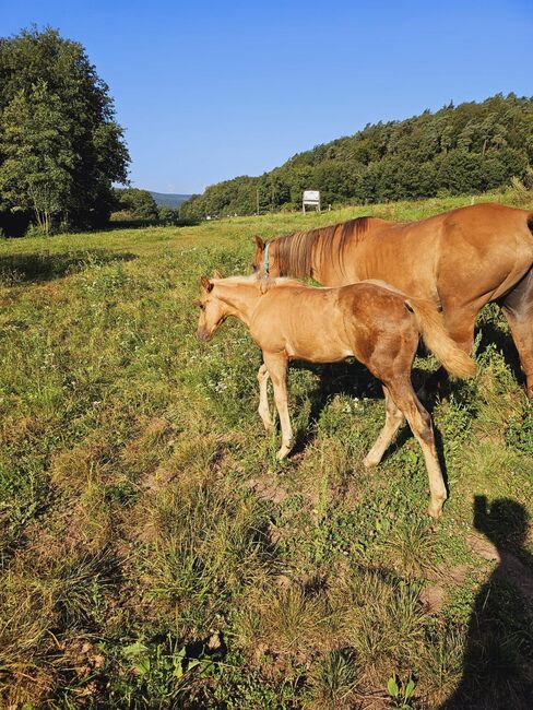 Toller Nachwuchs von Quarter Horse Hengst Hollys Electricspark, Kerstin Rehbehn (Pferdemarketing Ost), Pferd kaufen, Nienburg, Abbildung 3