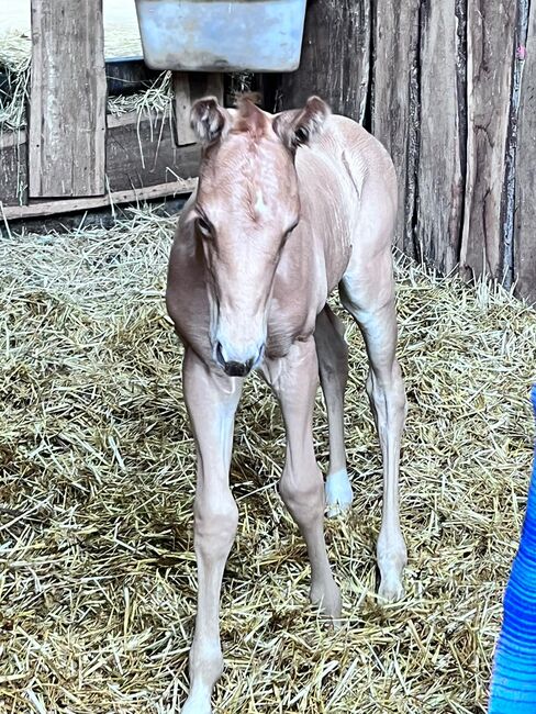 Toller Nachwuchs von Quarter Horse Hengst Hollys Electricspark, Kerstin Rehbehn (Pferdemarketing Ost), Pferd kaufen, Nienburg, Abbildung 10