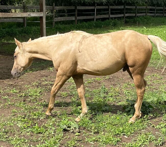 toller Paint Horse Hengst in palomino, Kerstin Rehbehn (Pferdemarketing Ost), Pferd kaufen, Nienburg