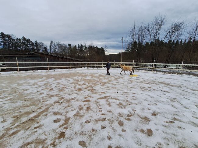 Toller Part-bred Shetlandpony Wallach zu verkaufen, Privat, Horses For Sale, Warmensteinach, Image 2