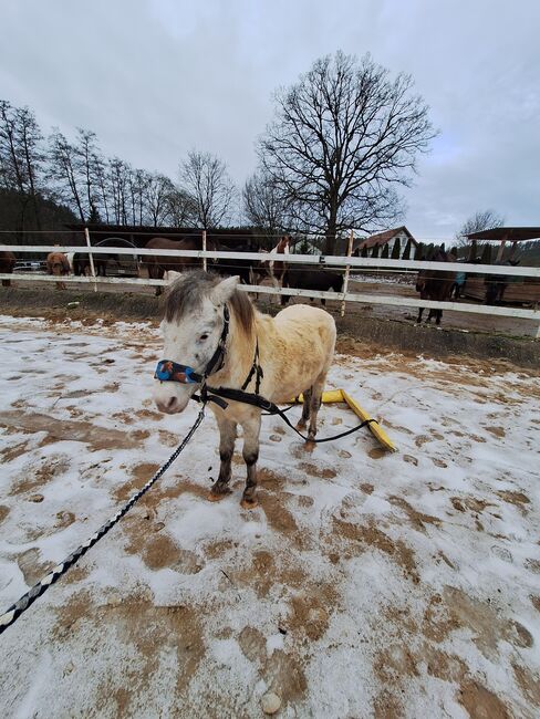 Toller Part-bred Shetlandpony Wallach zu verkaufen, Privat, Horses For Sale, Warmensteinach, Image 3