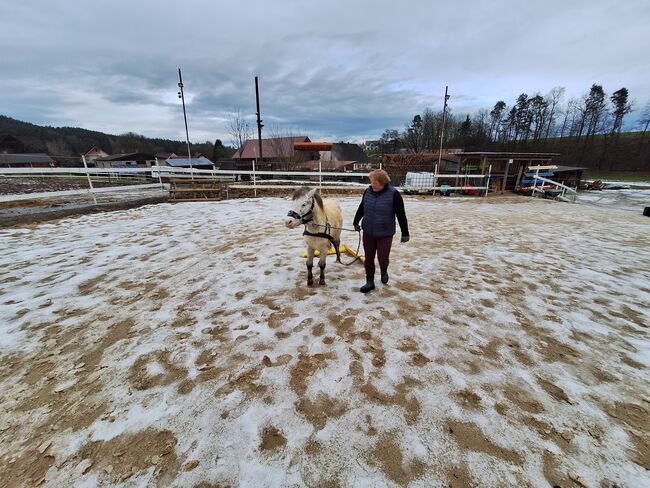 Toller Part-bred Shetlandpony Wallach zu verkaufen, Privat, Horses For Sale, Warmensteinach, Image 5