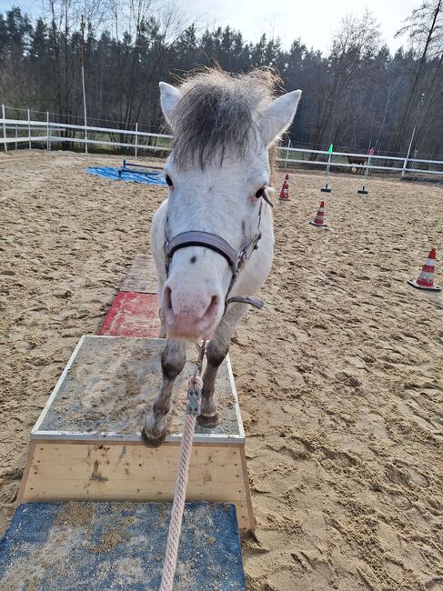 Toller Part-bred Shetlandpony Wallach zu verkaufen, Privat, Horses For Sale, Warmensteinach, Image 6