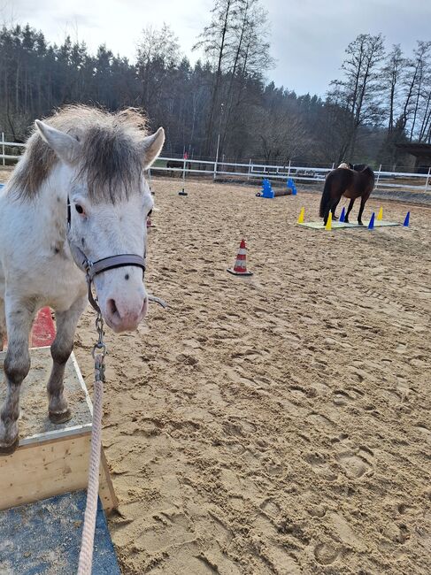 Toller Part-bred Shetlandpony Wallach zu verkaufen, Privat, Horses For Sale, Warmensteinach, Image 8