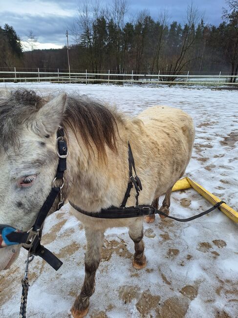 Toller Part-bred Shetlandpony Wallach zu verkaufen, Privat, Horses For Sale, Warmensteinach, Image 10