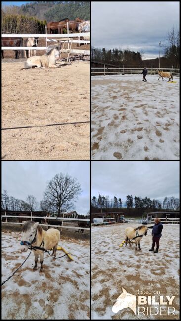 Toller Part-bred Shetlandpony Wallach zu verkaufen, Privat, Pferd kaufen, Warmensteinach, Abbildung 11