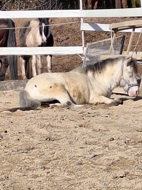 Toller Part-bred Shetlandpony Wallach zu verkaufen, Privat, Pferd kaufen, Warmensteinach, Abbildung 9