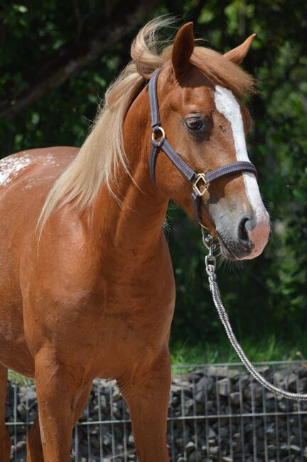 toller Quarter Horse/Appaloosa Pony Mix Hengst mit interessanter Färbung, Kerstin Rehbehn (Pferdemarketing Ost), Pferd kaufen, Nienburg, Abbildung 4