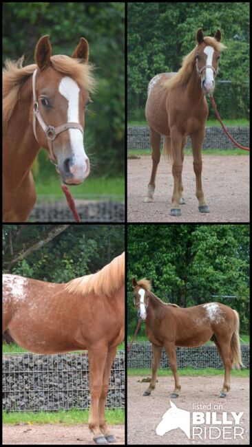 toller Quarter Horse/Appaloosa Pony Mix Hengst mit interessanter Färbung, Kerstin Rehbehn (Pferdemarketing Ost), Pferd kaufen, Nienburg, Abbildung 5