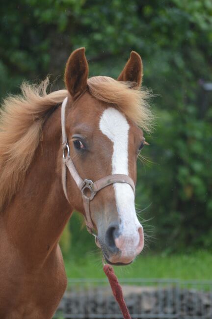 toller Quarter Horse/Appaloosa Pony Mix Hengst mit interessanter Färbung, Kerstin Rehbehn (Pferdemarketing Ost), Pferd kaufen, Nienburg, Abbildung 4