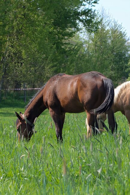 Toller Quarter Horse Hengst mit mega Bewegungen, Kerstin Rehbehn, Pferd kaufen, Nienburg