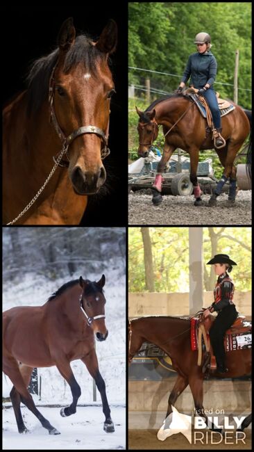 Toller Quarter Horse Wallach im besten Alter, Manuela KUBNY , Pferd kaufen, Küßnach , Abbildung 8