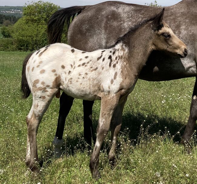 Tolles Buckskin Leopard Prämiertes Appaloosas Hengstfohlen, Bernd Krämer, Pferd kaufen, Pappenheim , Abbildung 3