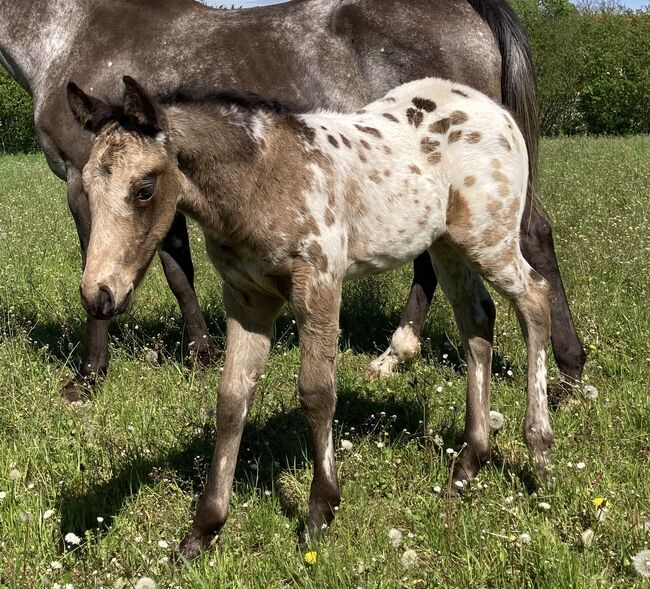 Tolles Buckskin Leopard Prämiertes Appaloosas Hengstfohlen, Bernd Krämer, Pferd kaufen, Pappenheim , Abbildung 7