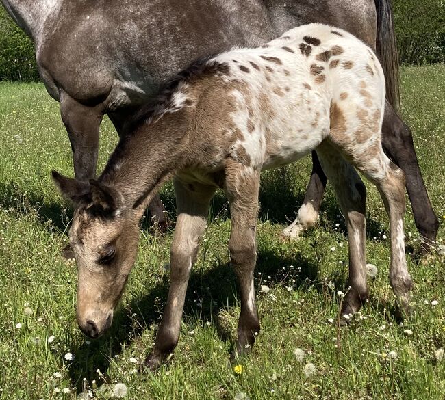 Tolles Buckskin Leopard Prämiertes Appaloosas Hengstfohlen, Bernd Krämer, Pferd kaufen, Pappenheim , Abbildung 8