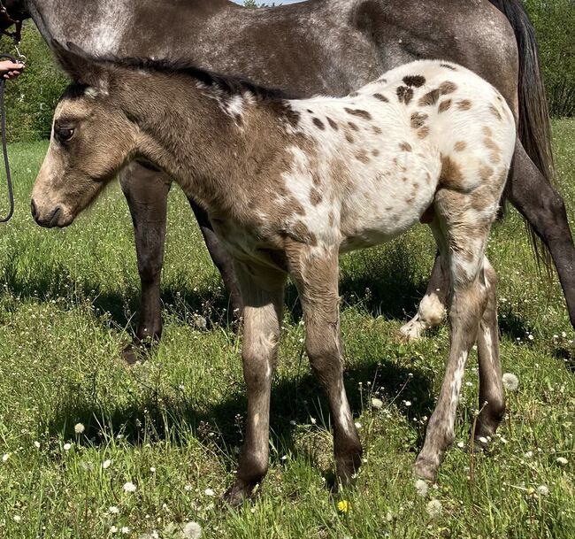 Tolles Buckskin Leopard Prämiertes Appaloosas Hengstfohlen, Bernd Krämer, Pferd kaufen, Pappenheim , Abbildung 11