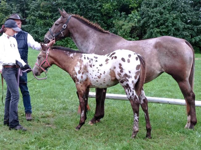 Tolles Buckskin Leopard Prämiertes Appaloosas Hengstfohlen, Bernd Krämer, Pferd kaufen, Pappenheim 