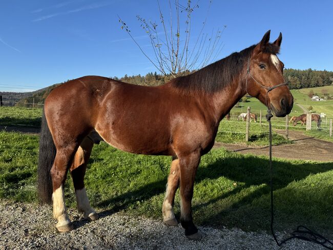 Tolles Familien-/Freizeitpferd, Frank Meyer, Pferd kaufen, Lostorf