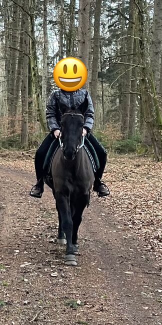 Tolles Freizeit Pony sucht Bestplatz, Sandro, Pferd kaufen, Pfullendorf , Abbildung 5