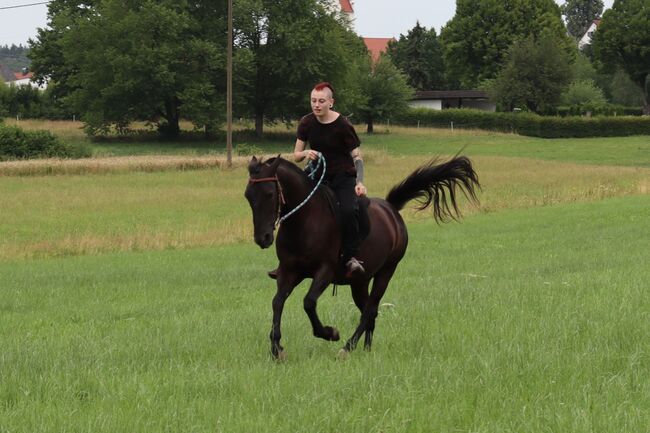 Tolles Freizeit Pony sucht Bestplatz, Sandro, Pferd kaufen, Pfullendorf , Abbildung 4