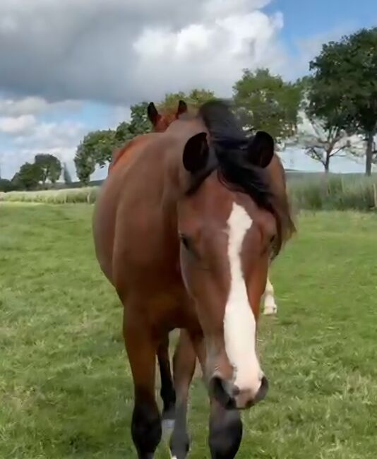 Tolles Nachwuchspferd, Vanessa , Pferd kaufen, Neerach