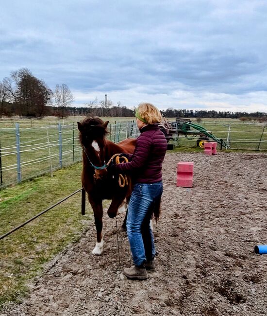 Tolles Pony, Susanne, Pferd kaufen, Flechtingen 