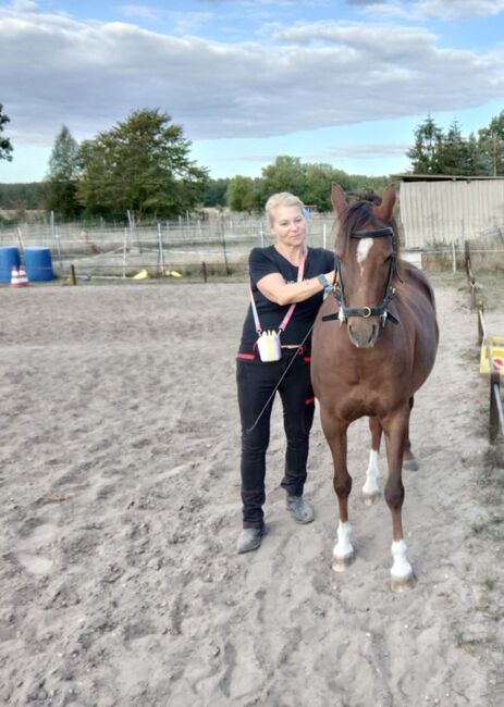 Tolles Pony, Susanne, Pferd kaufen, Flechtingen , Abbildung 2