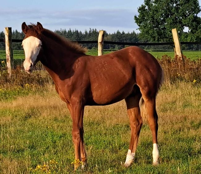 tolles Quarter Horse Hengstfohlen in Championfarbe, Kerstin Rehbehn (Pferdemarketing Ost), Pferd kaufen, Nienburg