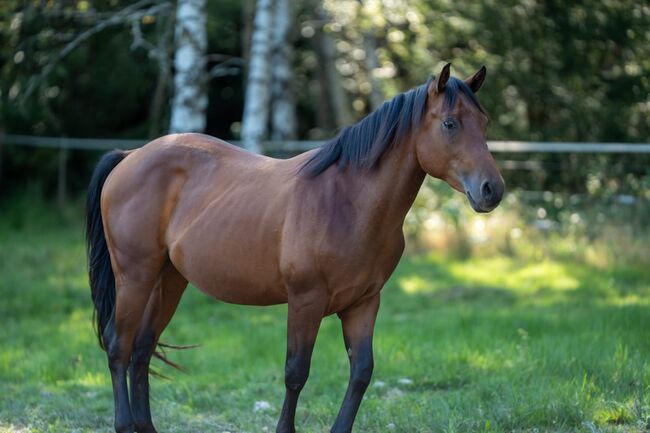 Tolles Reining/Ranch Horse/Allround Prospect, Kerstin Rehbehn (Pferdemarketing Ost), Pferd kaufen, Nienburg, Abbildung 3