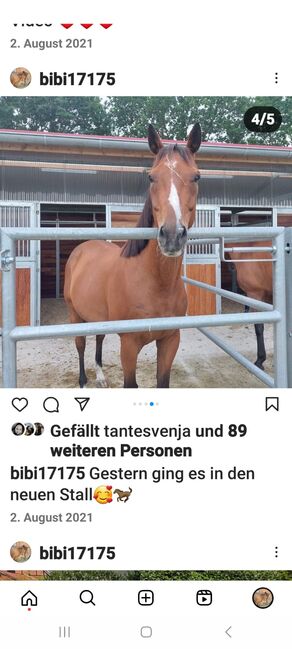 Tolles Reitpferd Wallach nur aus zeitlichen Gründen abzugeben, Markus , Pferd kaufen, Wedemak, Abbildung 4