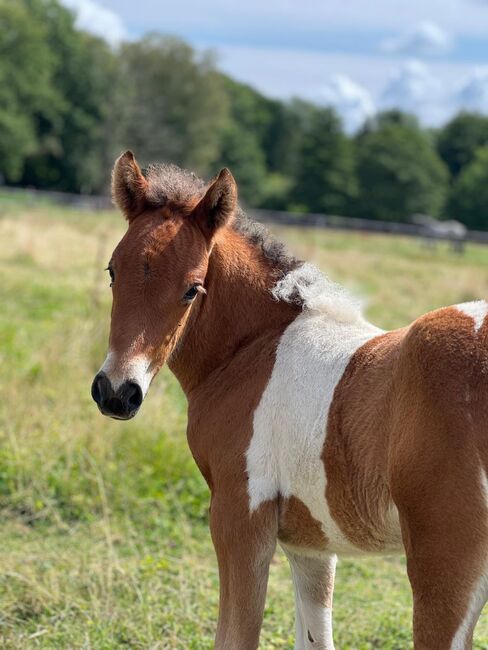 Tolles Stutfohlen, gross werdend, mit viel Tölt, ElfenPferde, Pferd kaufen, Seesen