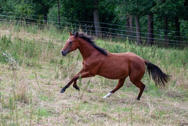 Verlasspferd von morgen - charmanter Quarter Horse Hengst sucht Zukunftsplatz, Kerstin Rehbehn (Pferdemarketing Ost), Horses For Sale, Nienburg