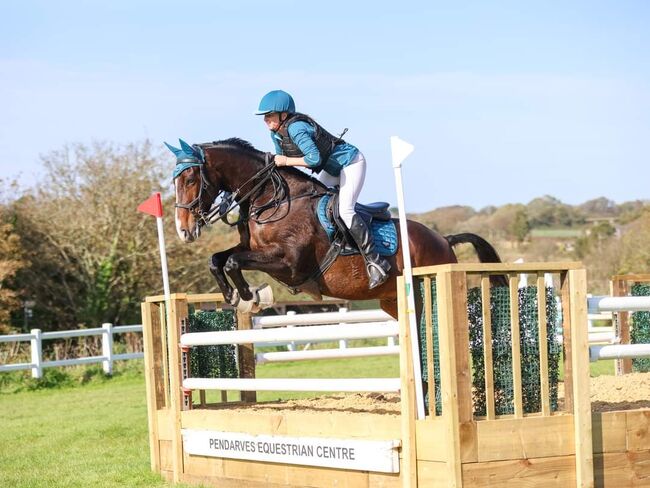 Top amateur showjumper, Heidi Petzing , Konie na sprzedaż, St. Ives